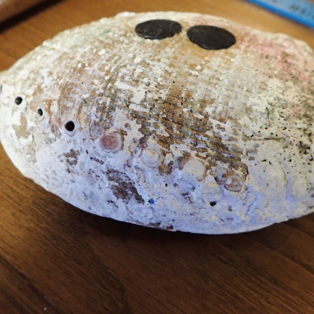 Polished Abalone Shell - Picture 6 of 6
